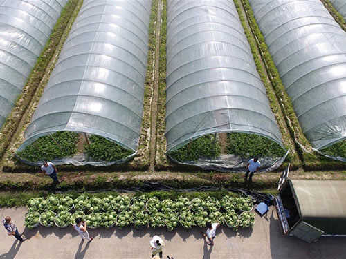 西瓜棚安裝現(xiàn)場(chǎng)完工圖